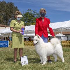 Samoyed All Grown Up from Kismet