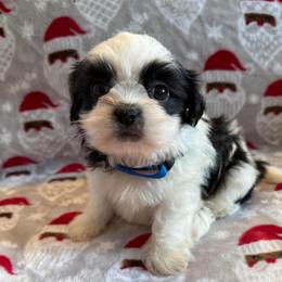 AKC- Frost - Black and white male Shih Tzu puppy in Henderson, Nevada from SHIH TZU HOUSE