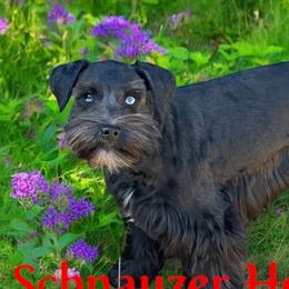 Neela - Miniature Schnauzer