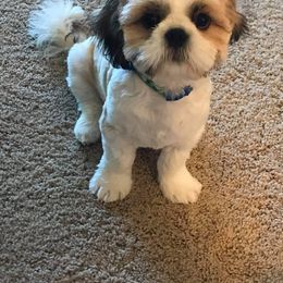 Shih Tzu Puppies from Charlemagne Shih Tzus