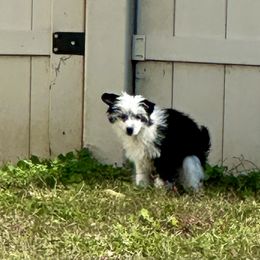 White with black baby girl - White and black female Chinese Crested puppy in Rockvale, Tennessee from Cosmic Chinese Cresteds & Wind-Echo Poodles