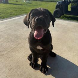 Cane Corso Puppies from Classic Jayx
