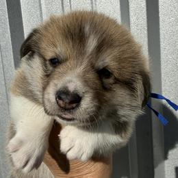 Blue Collar Male - Sable male Pembroke Welsh Corgi puppy in Victoria, Texas from Clear Creek Corgis