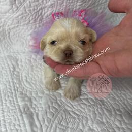 Shih Tzu Puppies from Shurbeez Shih Tzu