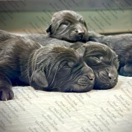 Boy 2 - Black male Newfoundland puppy in Tully, New York from Bear Paw Newfoundlands