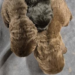 Girl 1 - female Newfoundland puppy in Greenville, Pa 16125 9633, Pennsylvania from Lucky Stone Newfoundlands