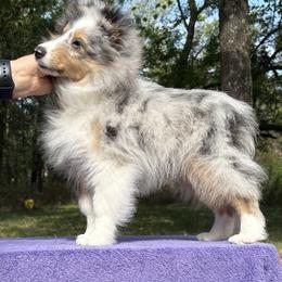 Hotdog - Blue merle white and tan male Shetland Sheepdog puppy in Hutchinson, Kansas from Balyntine’s Shetland Sheepdogs