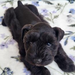 Kruiz - Black male Miniature Schnauzer puppy in Crestview, Florida from Mert's Creek Miniature Schnauzers