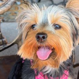 Yorkshire Terriers from Meredith Dalrymple