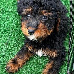 Boy 1 - Phantom male Goldendoodle puppy in Holly, Colorado from Vida’s Loving Doodles