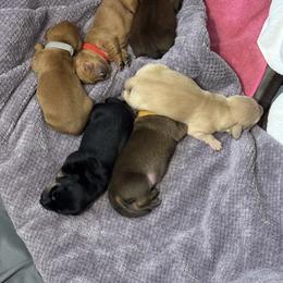 Dachshund Puppies from Faithful Paws Doxies