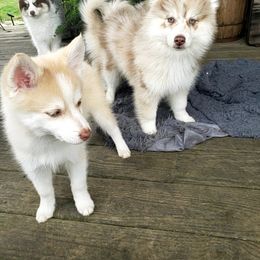 Pomsky Puppies from Fox Meadow Pomskies