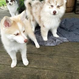 Pomsky Puppies from Fox Meadow Pomskies