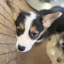 Purple - Black and tan female Pembroke Welsh Corgi puppy in Early, Texas from Mitchell Corgis