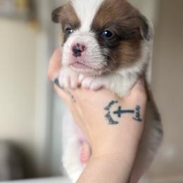 Clover Bluie Sable - Sable male Pembroke Welsh Corgi puppy in Aberdeen, Washington from Coastal country Farms