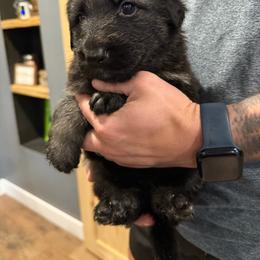 White girl - Black and tan female German Shepherd puppy in Tipp City, Ohio from Urekar Haus