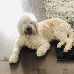 Luna  - Goldendoodle