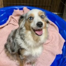 Toy Australian Shepherds from Elite Breeds