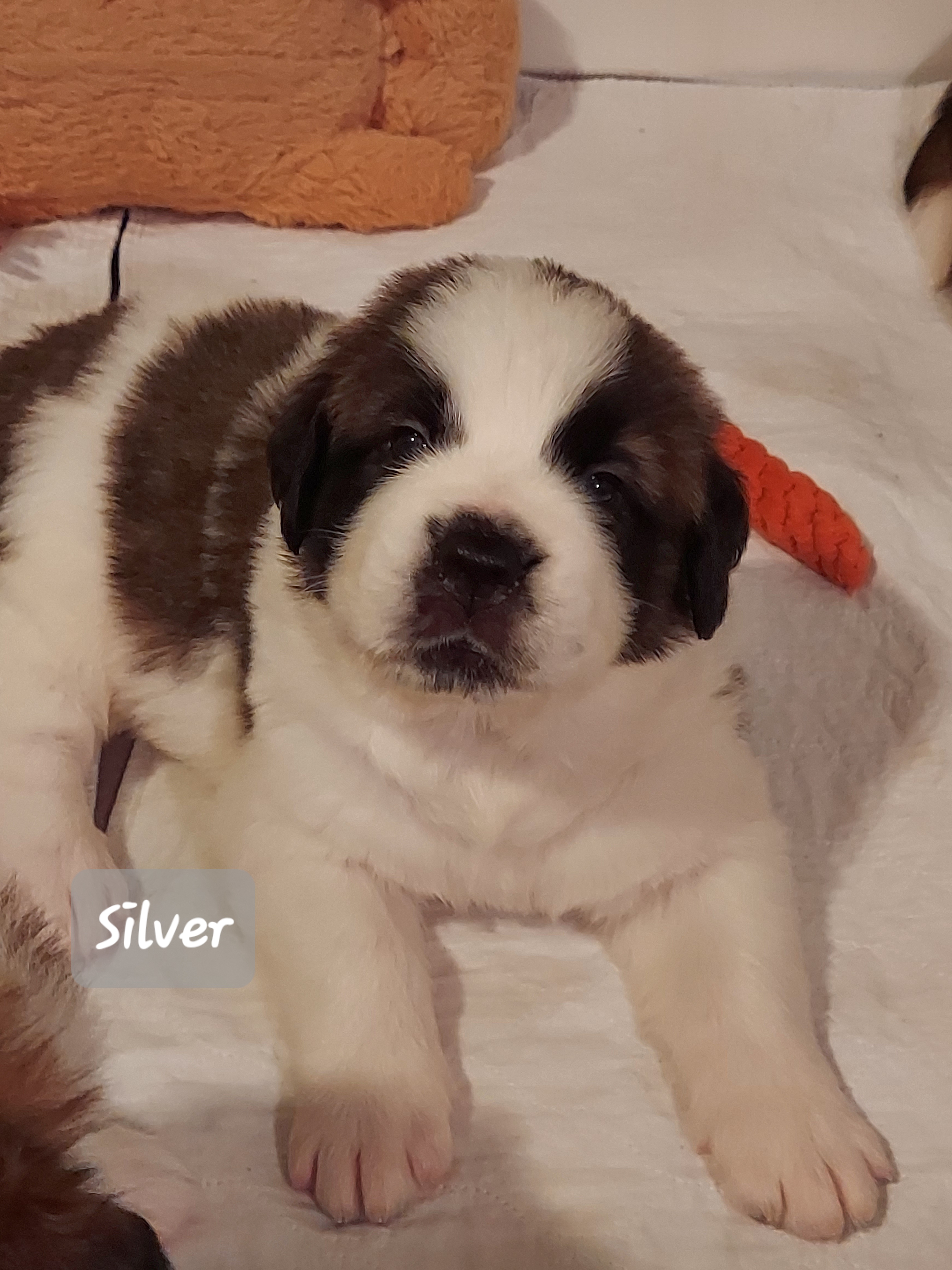 Silver Boy 1 - White and brown Saint Bernard puppy in Lower  Burrell, Pennsylvania from Fizzy Saints