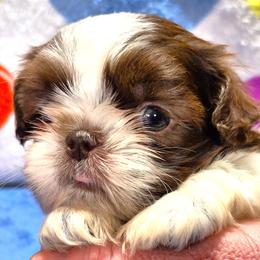 MISSY - Liver and white female Shih Tzu puppy in Candler, North Carolina from Pup-Tzu WNC
