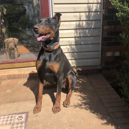 Davina - Doberman Pinscher