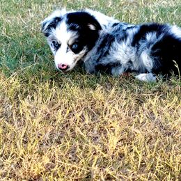 Dani - Blue merle female Australian Shepherd puppy in Mineral Wells, Texas from A6 Australian Shepards