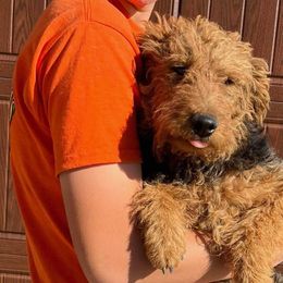 Augustus - Welsh Terrier