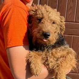 Augustus - Welsh Terrier