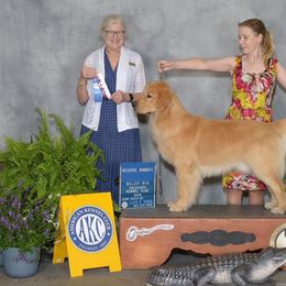 Golden Retriever Puppies from Aubergine Goldens