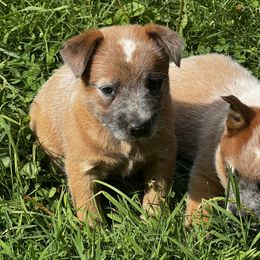 Red female 1 - Red mottled female Australian Cattle Dog puppy in Apollo, Pennsylvania from Circle V Ranch Cattle Dogs