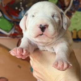 Female 1 - White and black female Dalmatian puppy in Lake Mathews, California from Bully Market