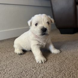 West Highland White Terrier puppies from Emily's West Highland White Terriers