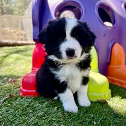 Red Collar - Black male Border Collie puppy in Mariposa, California from Team Reeves Ranch