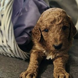 Goldendoodles and Mastiffs from Diana's Puppies