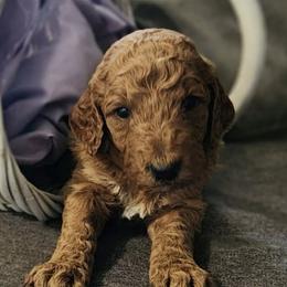 Goldendoodles and Mastiffs from Diana's Puppies