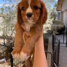 Brian - Ruby male Cavalier King Charles Spaniel puppy in Phoenix, Arizona from Royal Desert Cavaliers