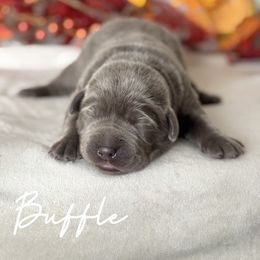 Buffle - Chocolate male Labrador Retriever puppy in Susanville, California from Bitterbrush Farm & Apiary