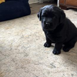Loki - Black male Labrador Retriever puppy in Canton, Georgia from Dukes Retirevers
