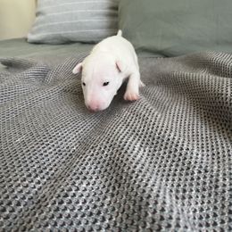 Girl 1 - Miniature Bull Terrier puppy in Corona, California from Joyful_minibulls
