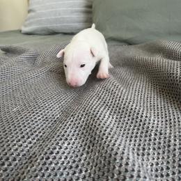 Girl 1 - Miniature Bull Terrier puppy in Corona, California from Joyful_minibulls