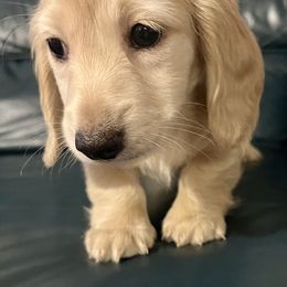 Dachshund Puppies from Island Farms Mimi’s Dachshunds Florida