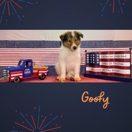 Goofy - White male Collie puppy in St Augustine, Florida from Saltwater Collies LLC