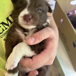 Border Collie Puppies from Athena’s Collies