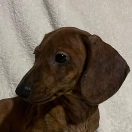 Dachshunds from Summit Farm