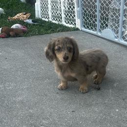 Boy 2 AKC - Chocolate and cream male Dachshund puppy in Lehigh Acres, Florida from Ruby Rose Dachshund Dynasty