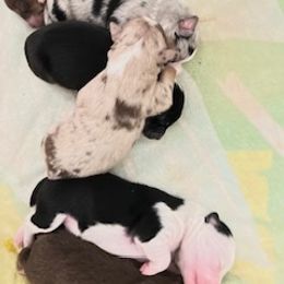 Miniature Australian Shepherd Puppies from Amberwood DD Aussies