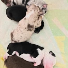 Miniature Australian Shepherd Puppies from Amberwood DD Aussies