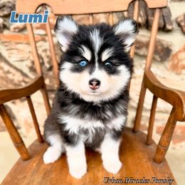 Lumi - Black and white female Pomsky puppy in Campton Hills, Illinois from Urban Miracle’s