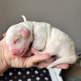 Cream Puff is white collar female from Stroodles Bake Sale litter - Parti female Goldendoodle puppy in Hamilton, Montana from Stroodles Doodles