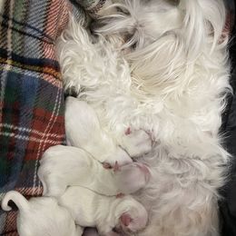 Maltese puppies from My Maltese Family